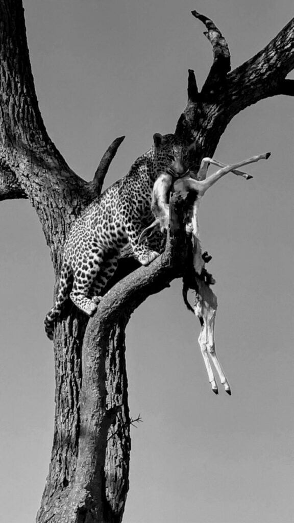 Great Plains Safari Sightings August