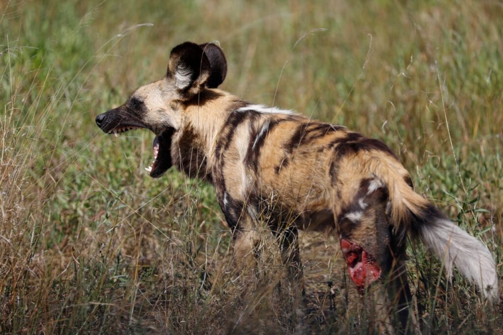 Great Plains Safari Sightings August