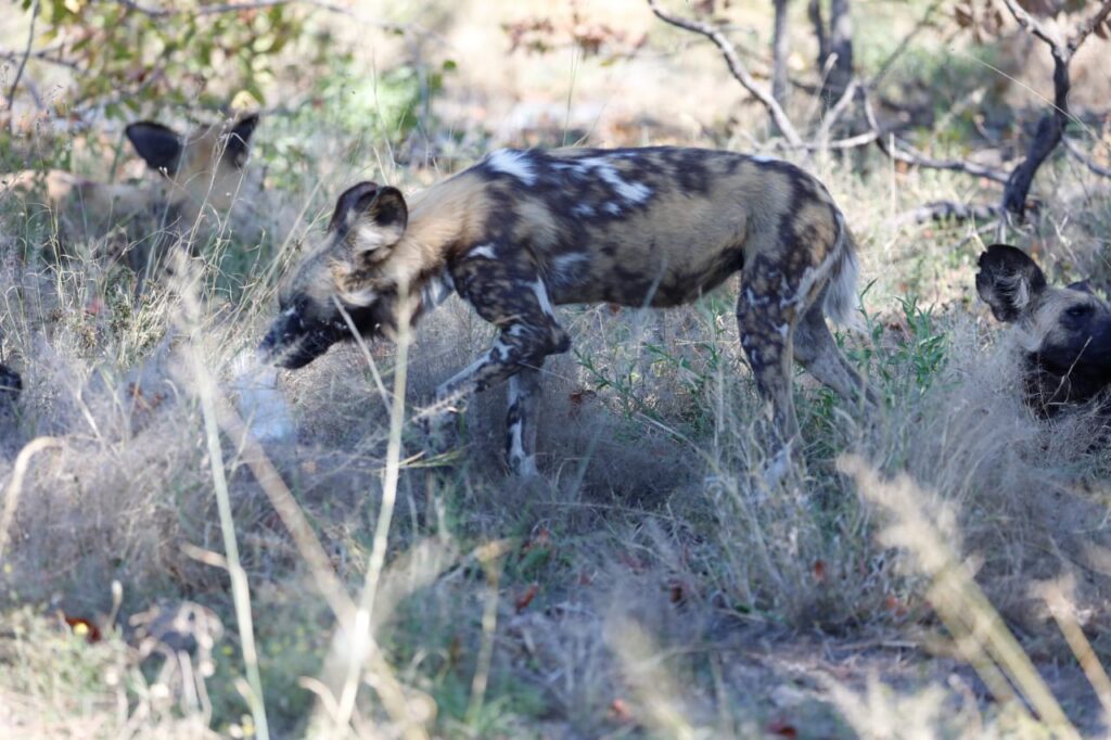 Great Plains Safari Sightings August