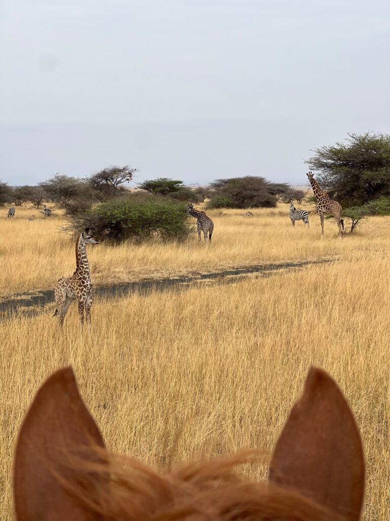 Great Plains Safari Sightings August