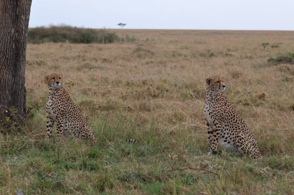 Great Plains Safari Sightings August