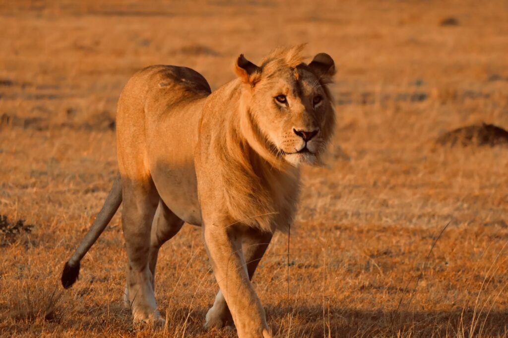 Great Plains Safari Sightings August