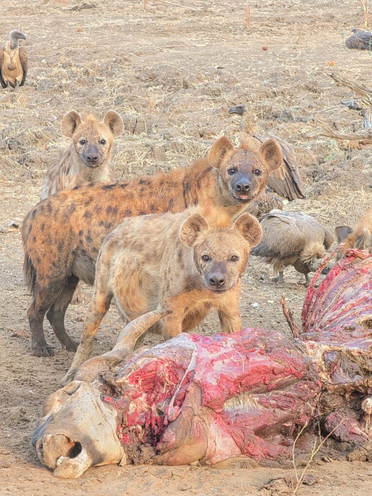 Great Plains Safari Sightings August