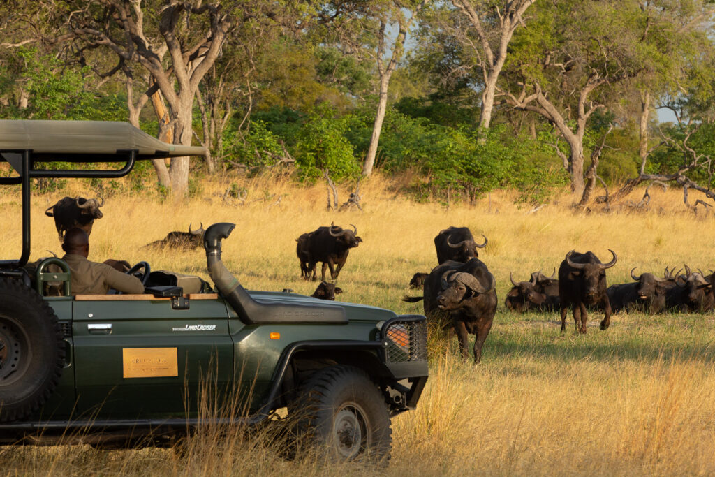 Safari Experience Selinda Explorers Camp GreatPlainsConservation Botswana