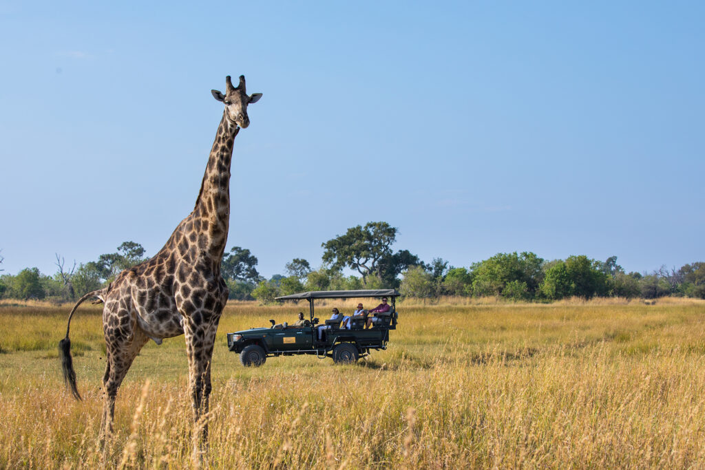 Safari Experience Zarafa Camp GreatPlainsConservation Botswana AH