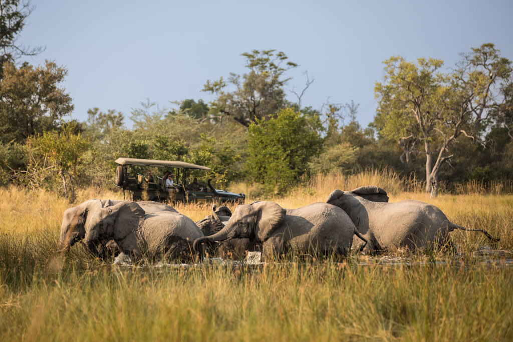 Safari Experience Zarafa Camp GreatPlainsConservation Botswana AH